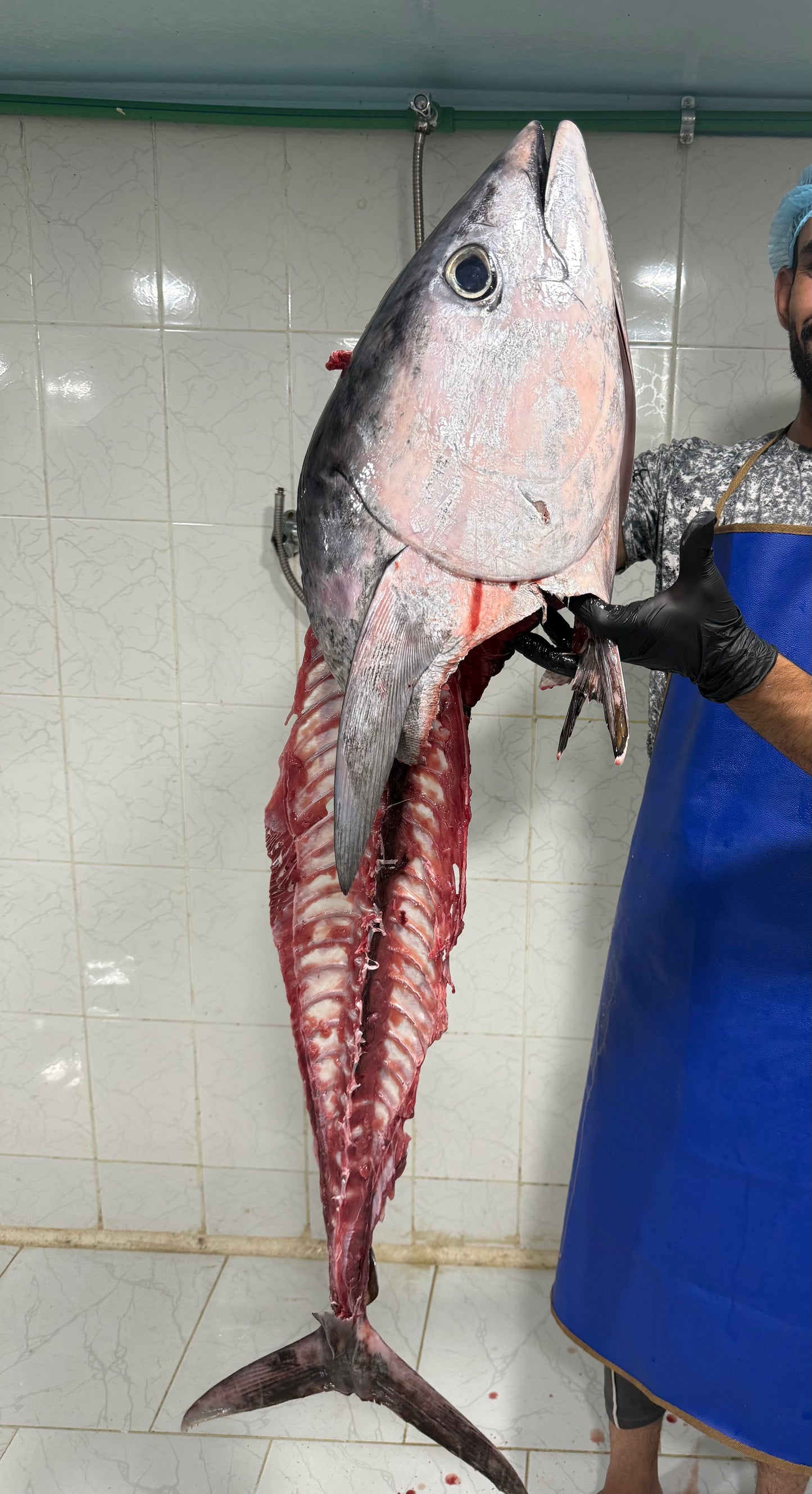 سمك تونه (فيليه)