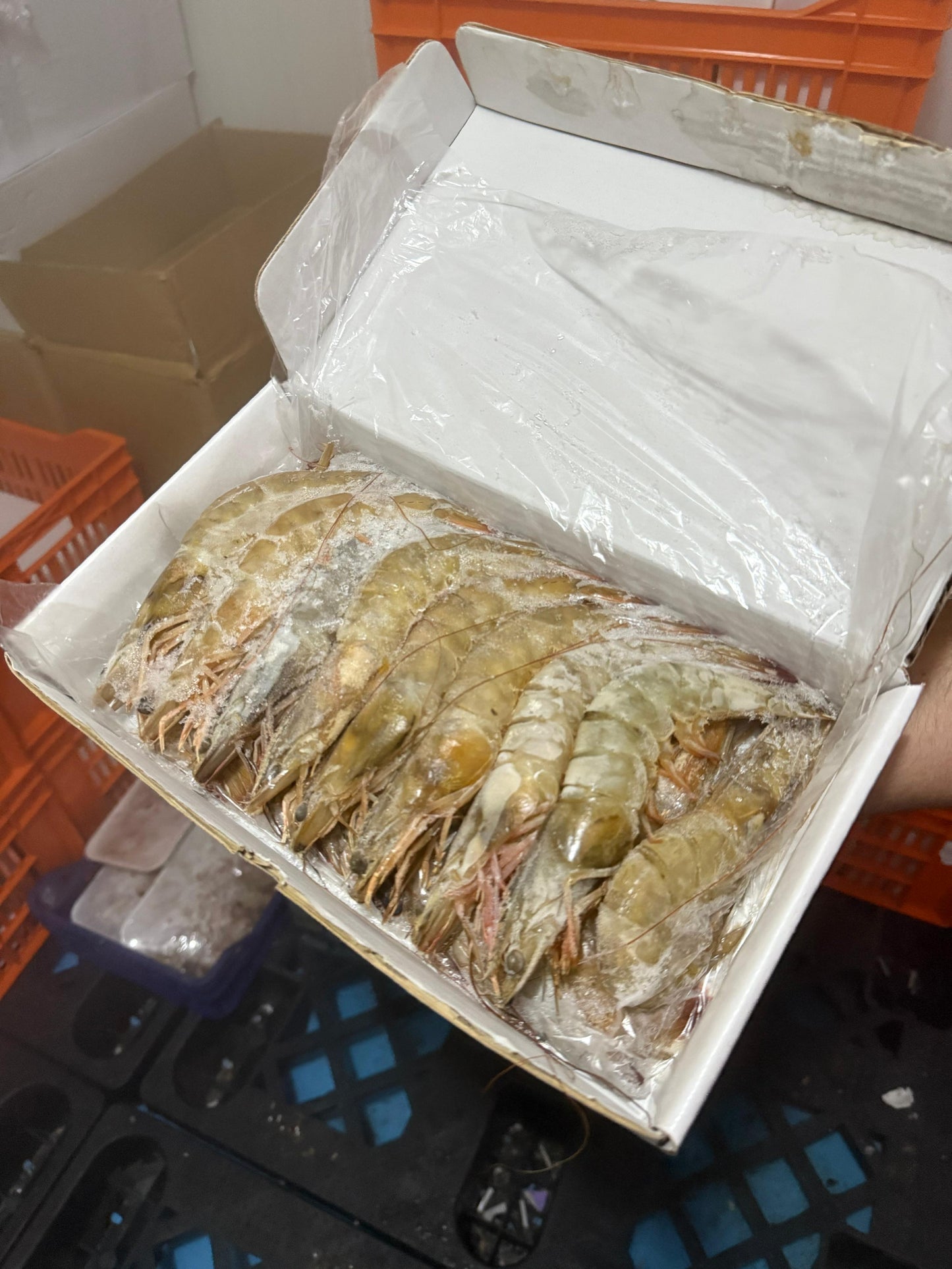 جمبري سوبر جامبو