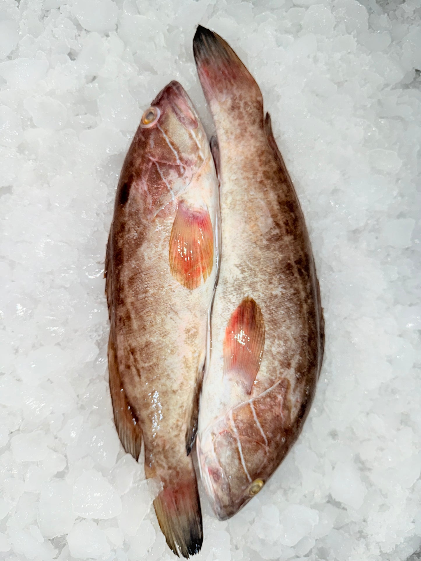 سمك وقار ١١١