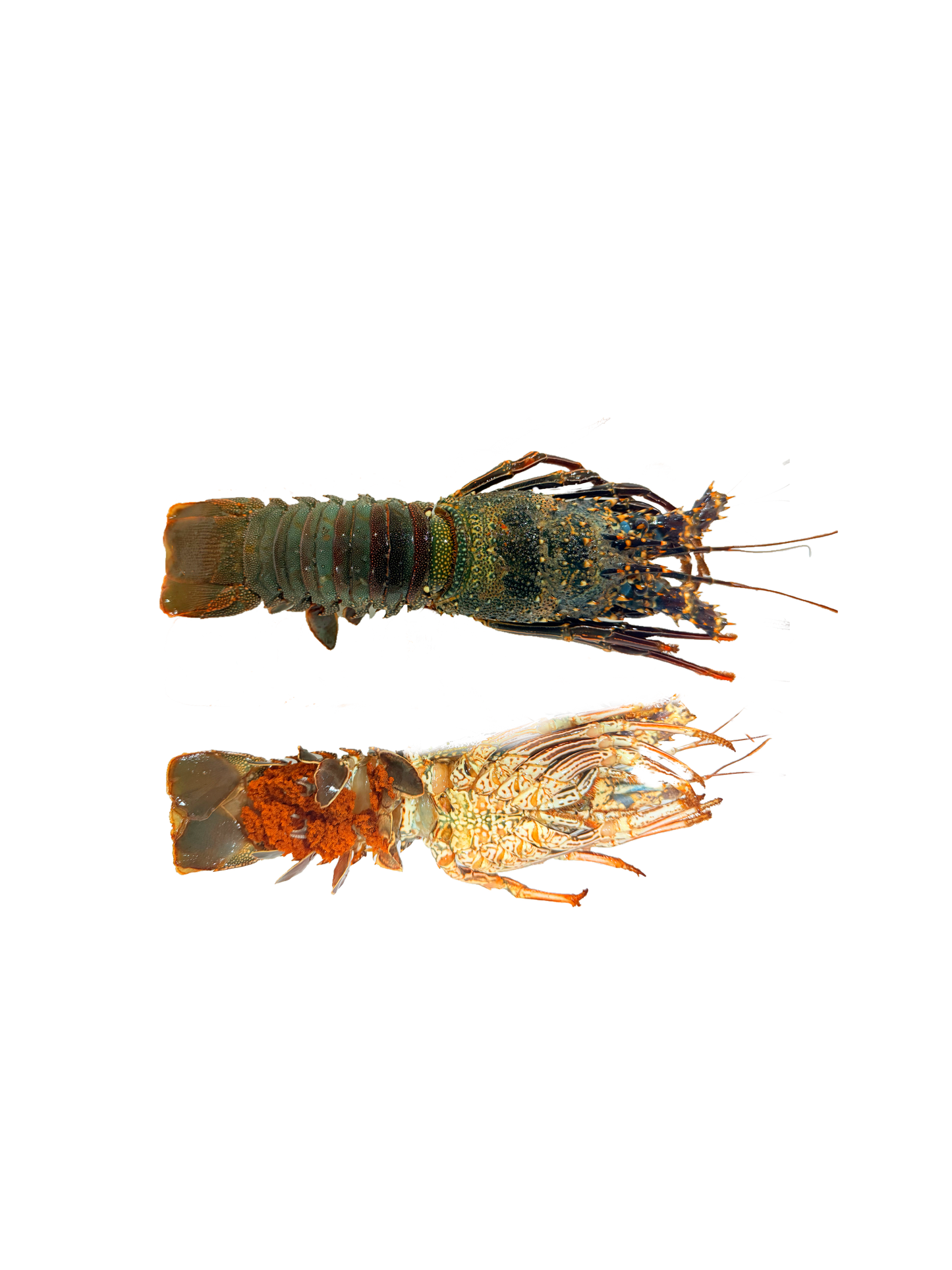 استاكوزا بحر احمر