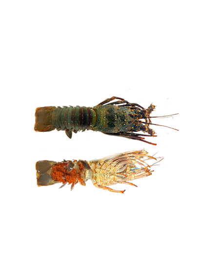 استاكوزا بحر احمر