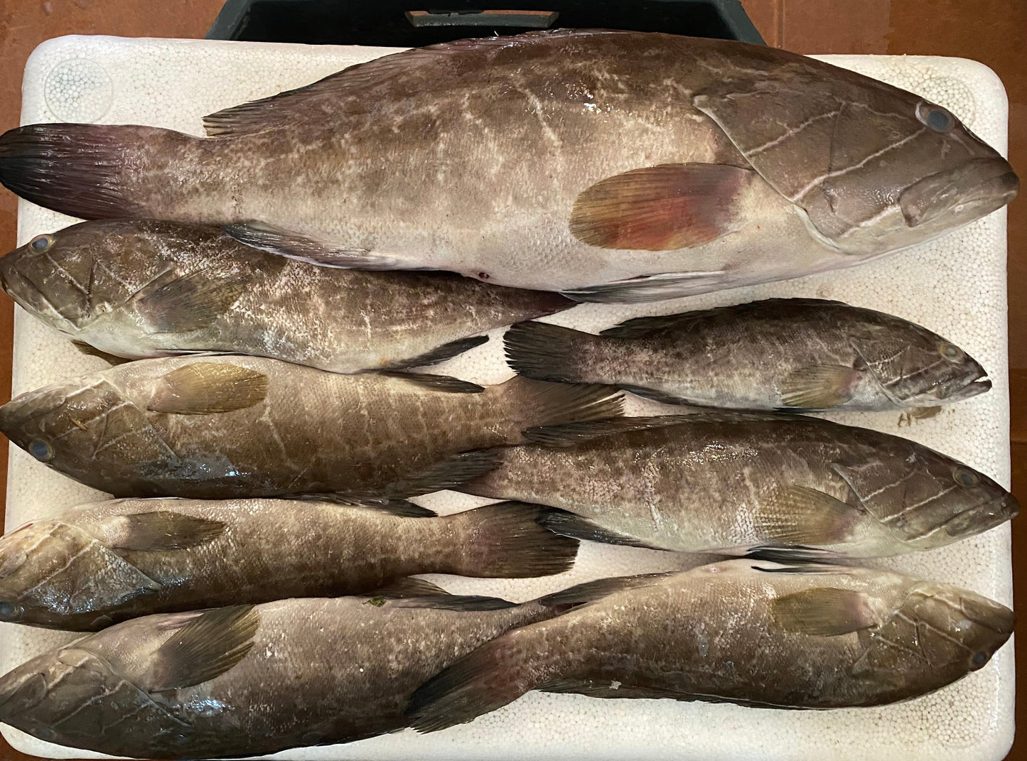 سمك وقار ١١١