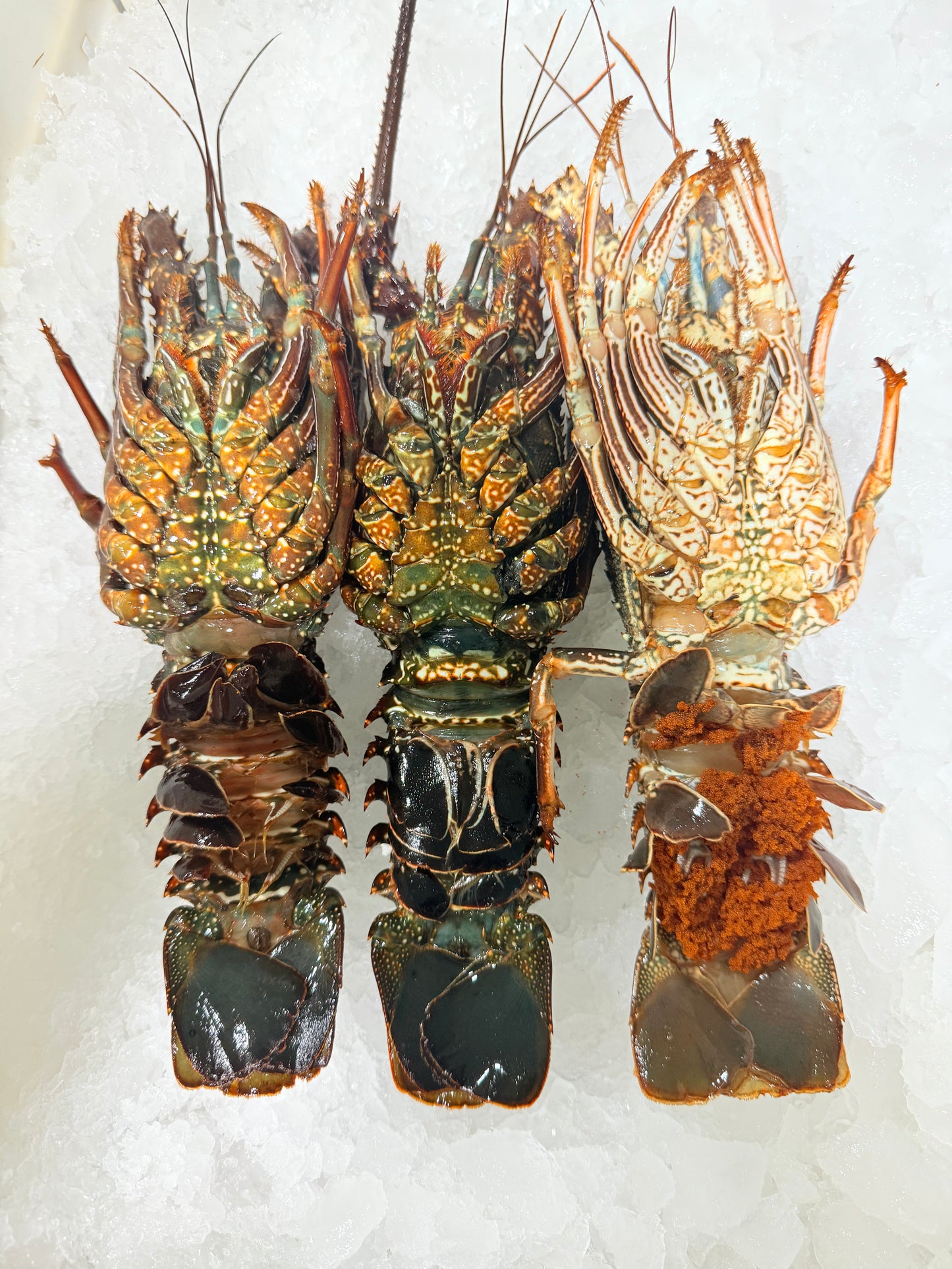 استاكوزا بحر احمر