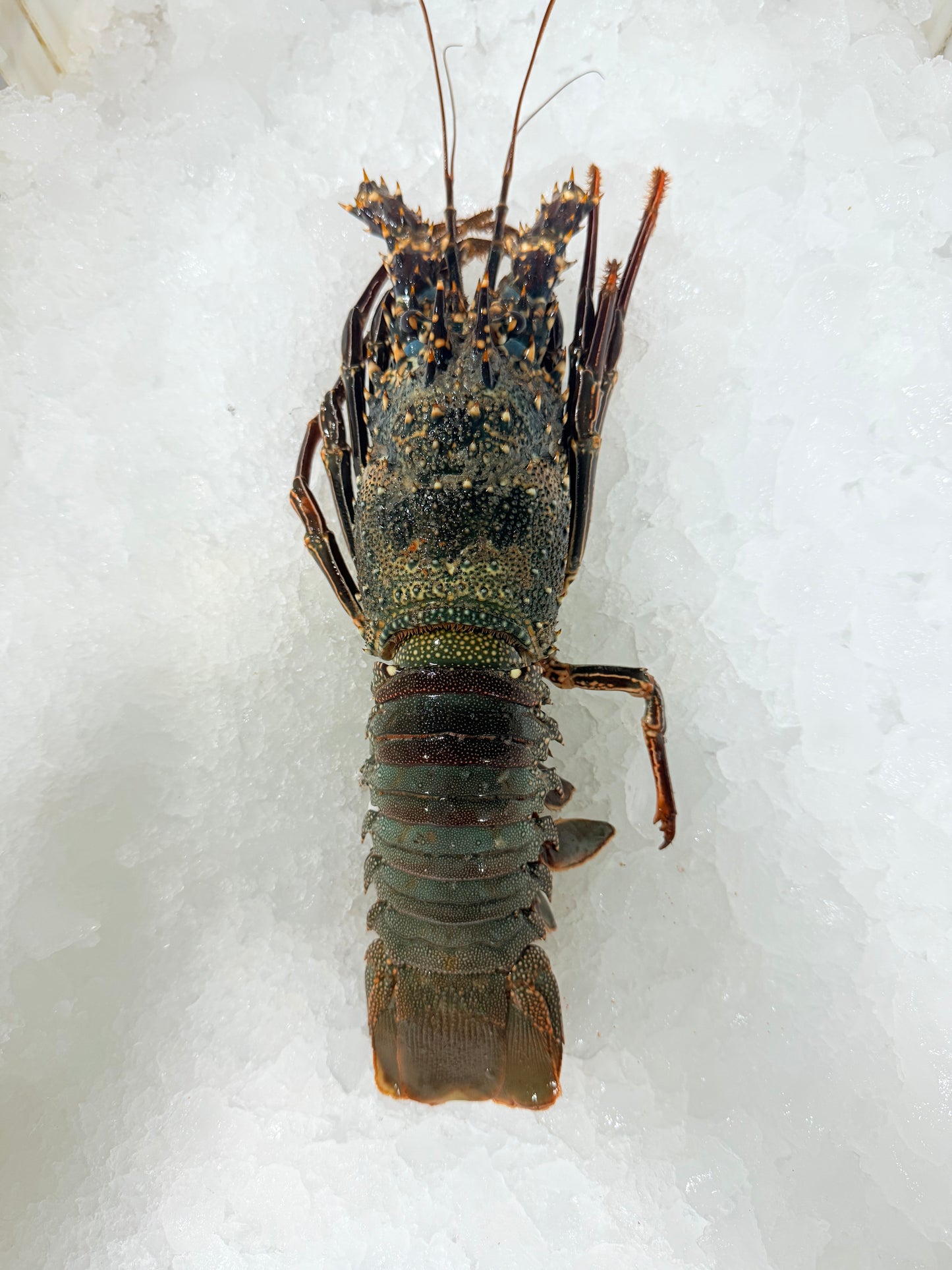 استاكوزا بحر احمر