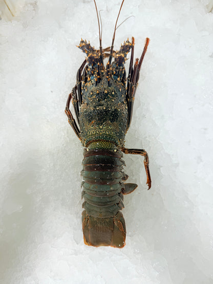 استاكوزا بحر احمر