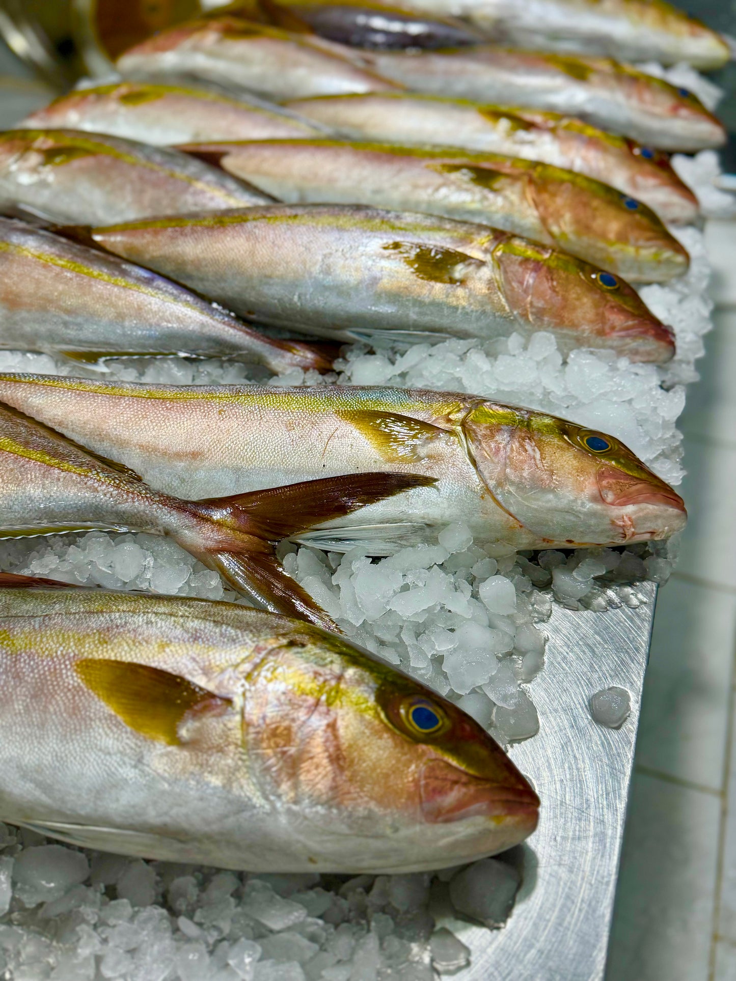 سمك الأناشي