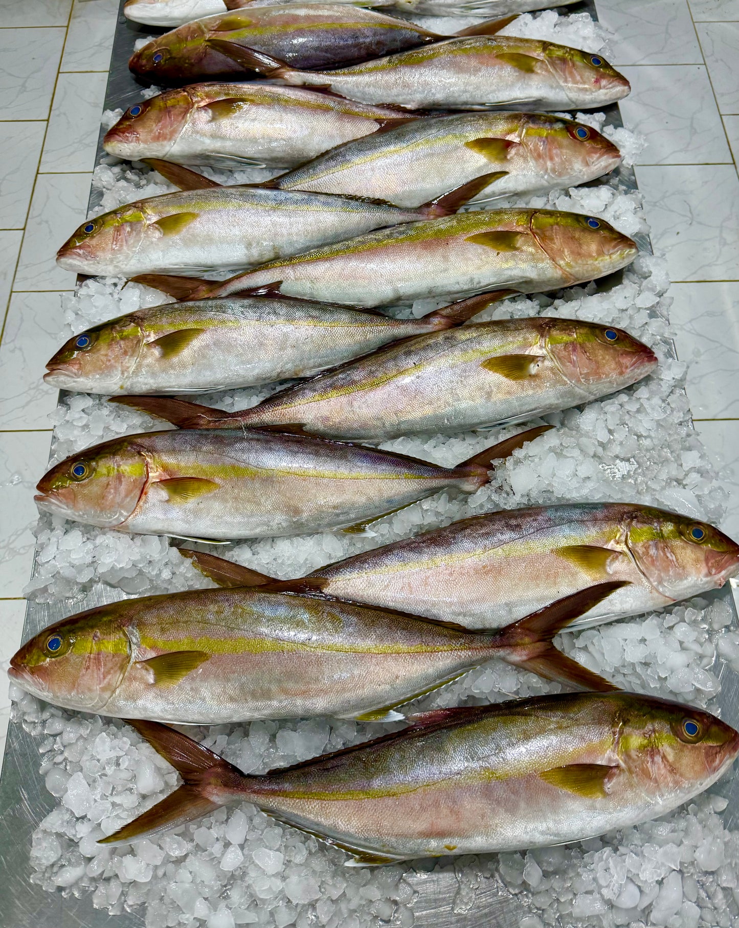 سمك الأناشي