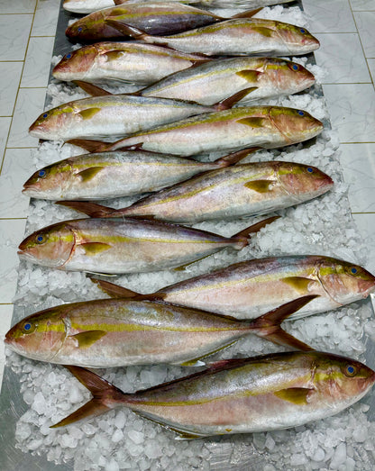 سمك الأناشي