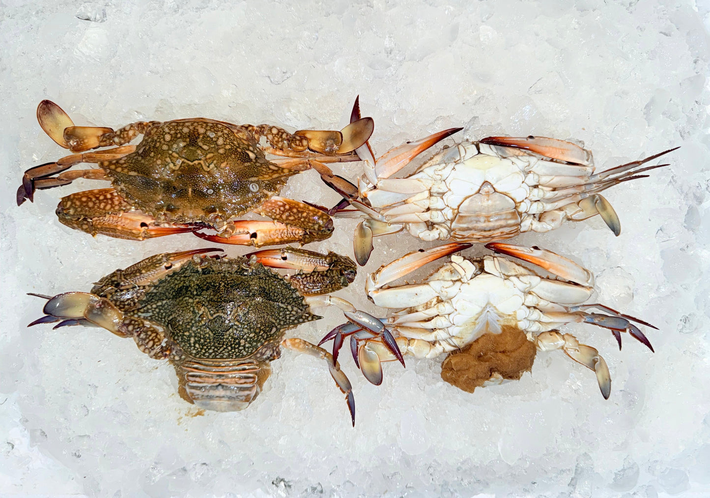 كابوريا نتي