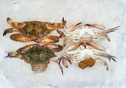 كابوريا نتي