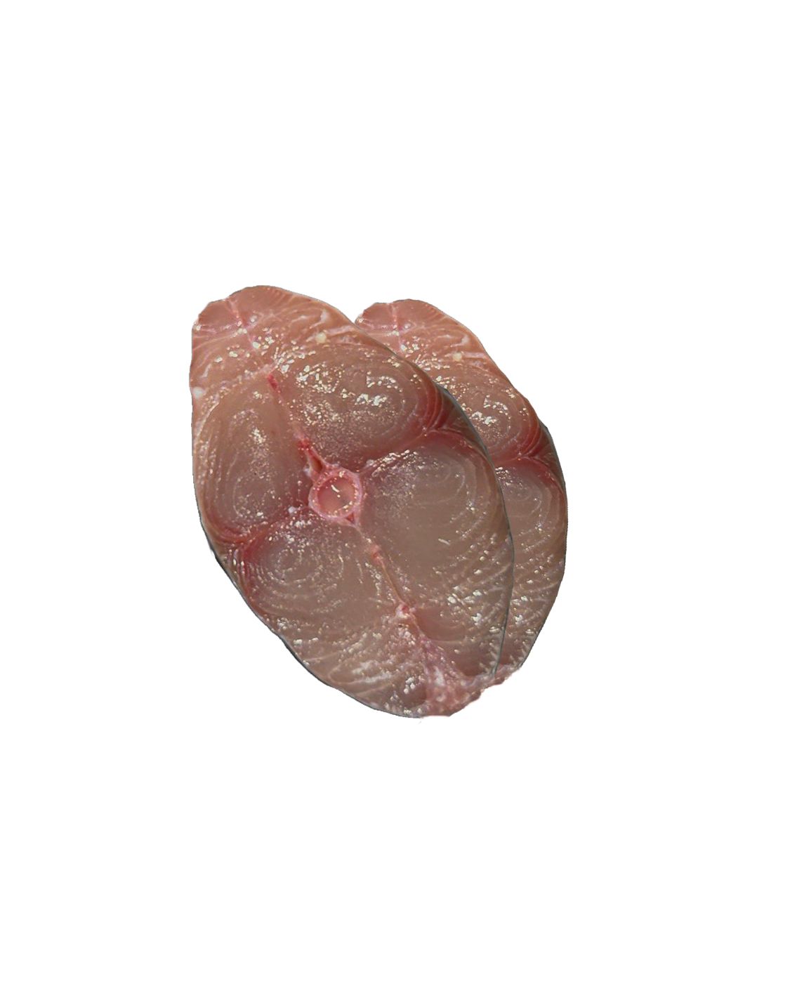 سمك دراك (جزل)