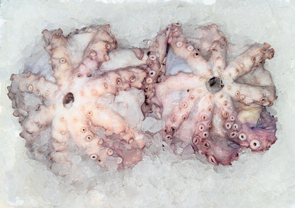 اخطبوط بلدي