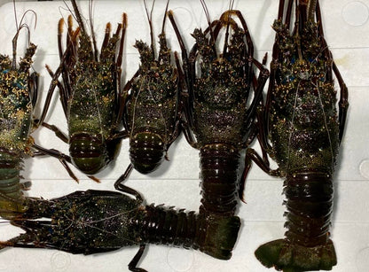 استاكوزا بحر احمر