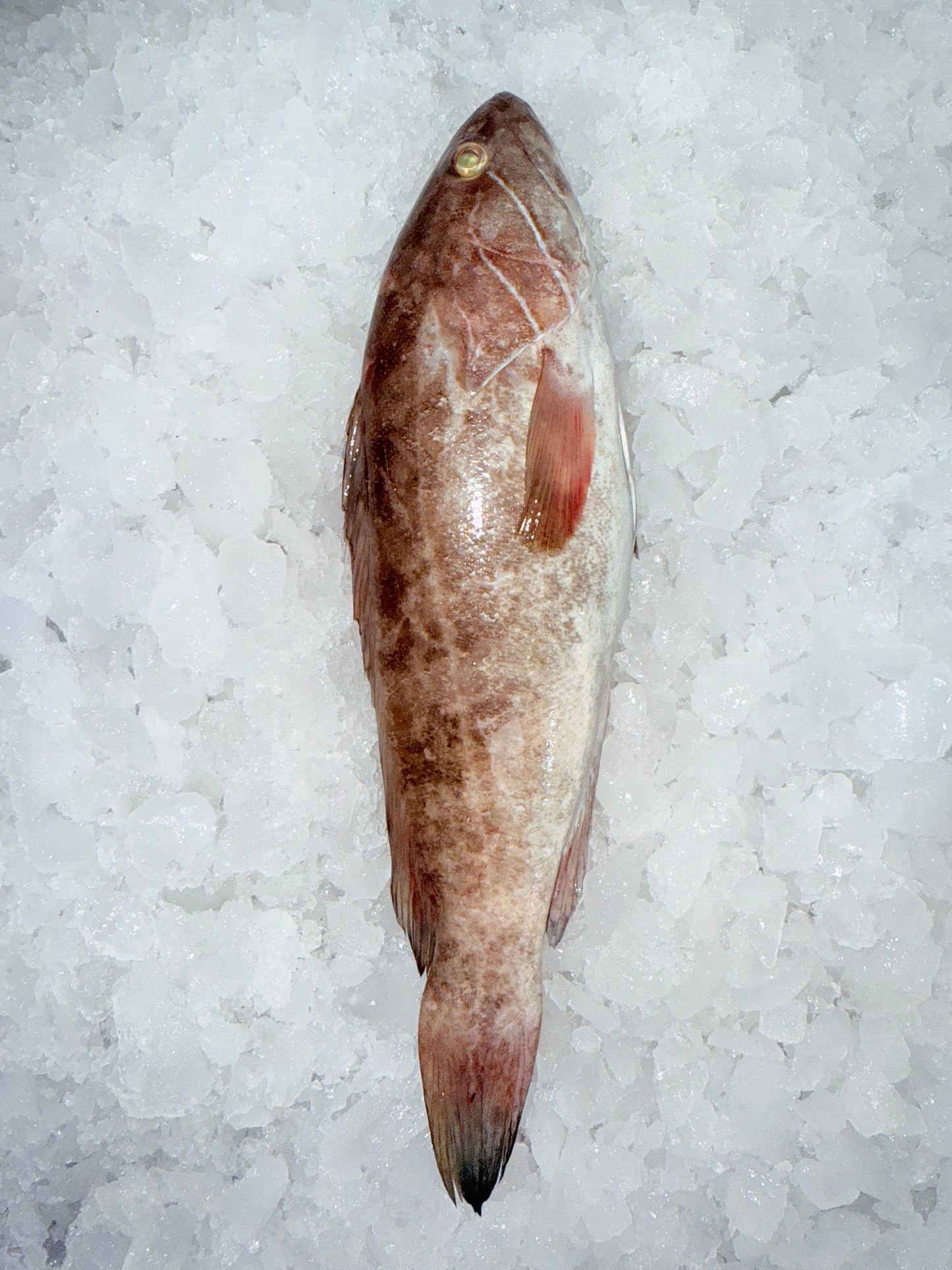 سمك وقار ١١١