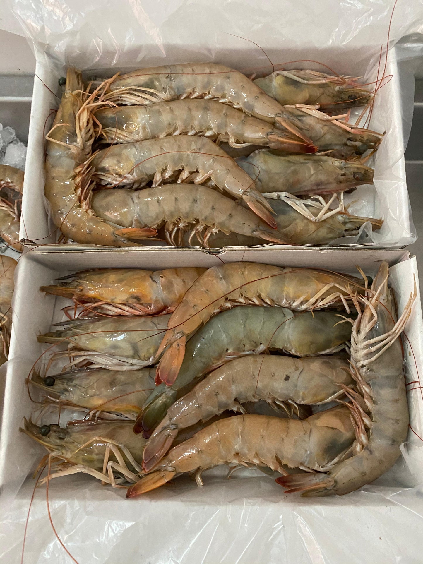 جمبري سوبر جامبو