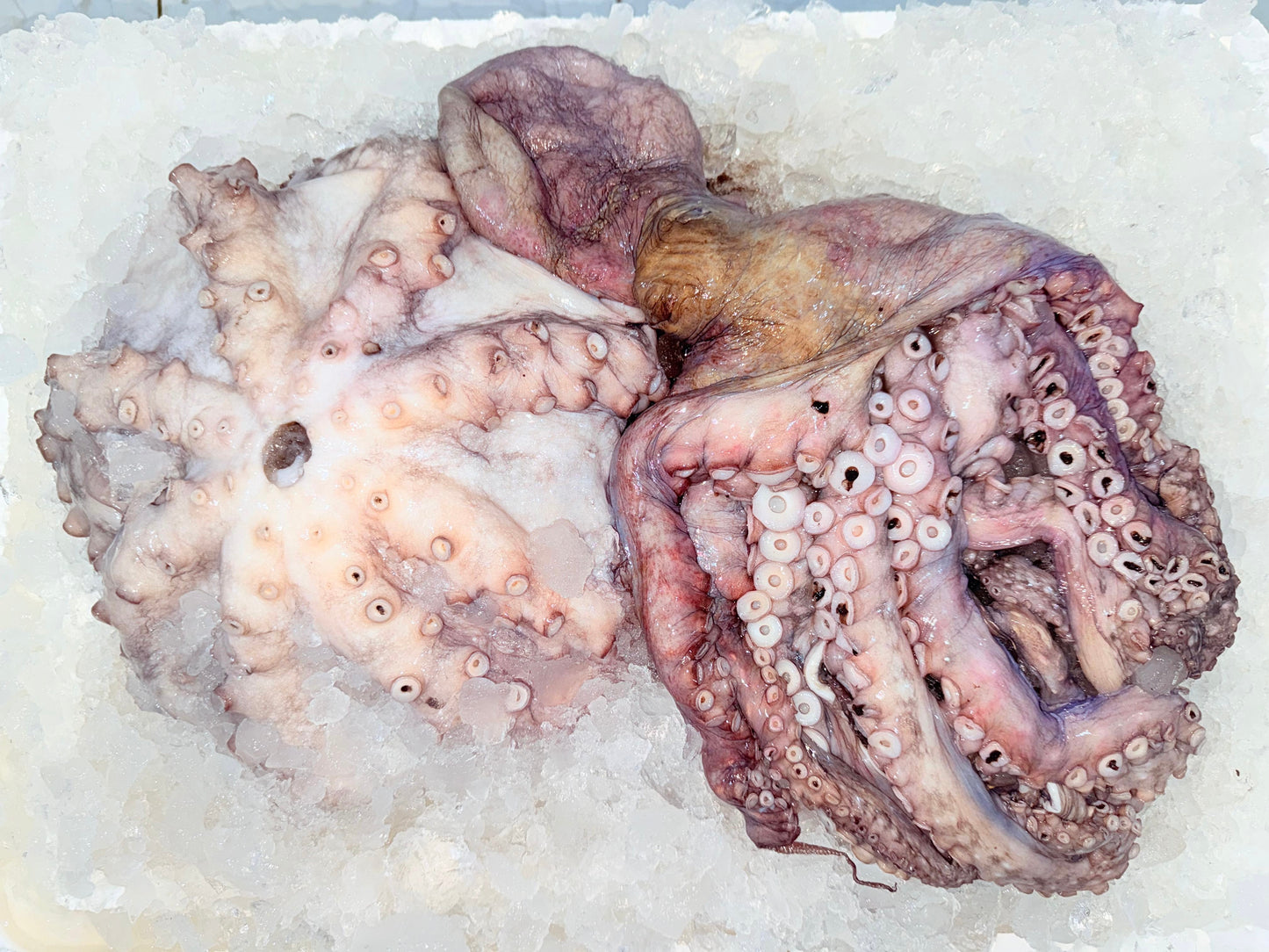 اخطبوط بلدي