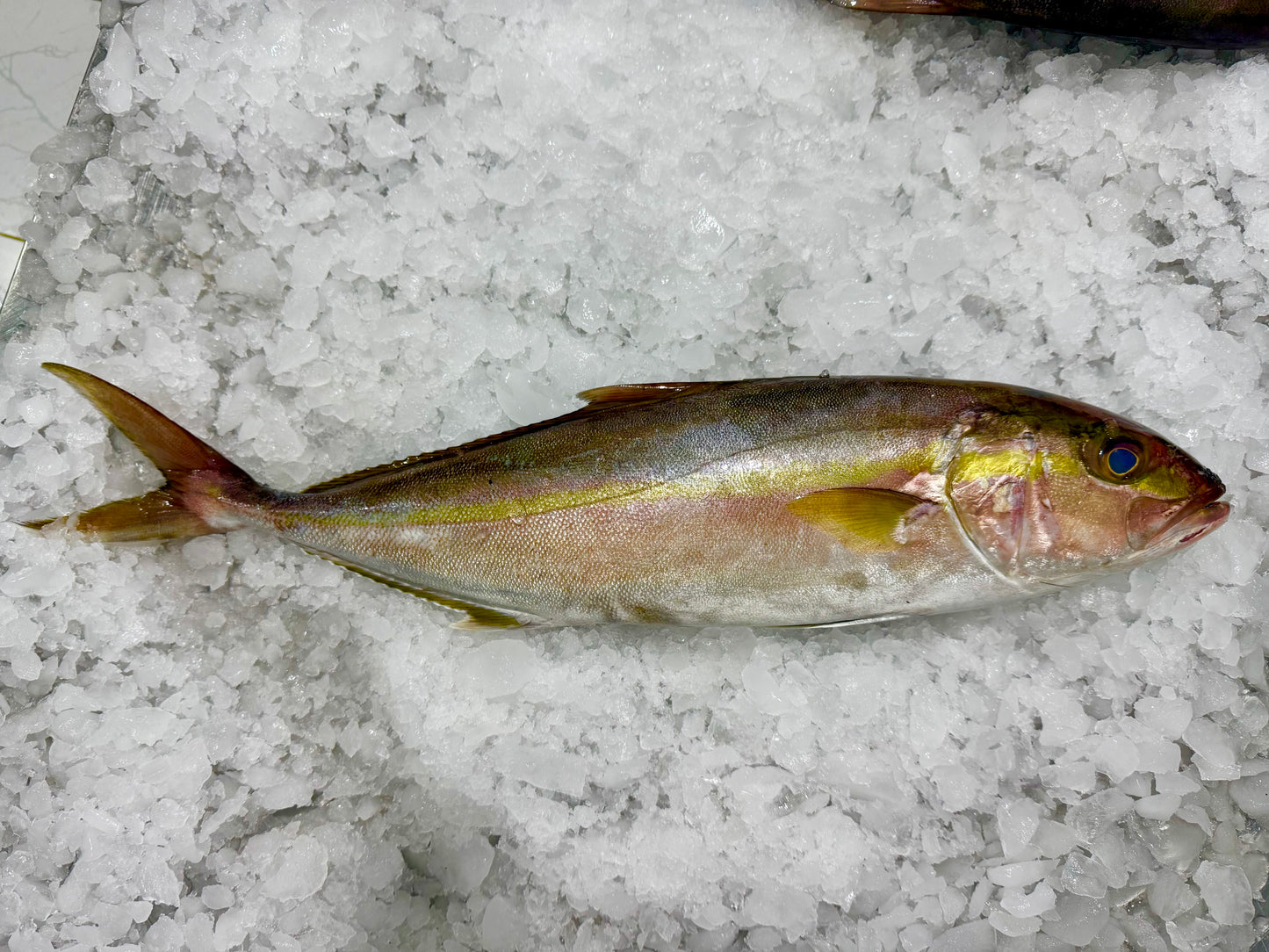 سمك الأناشي