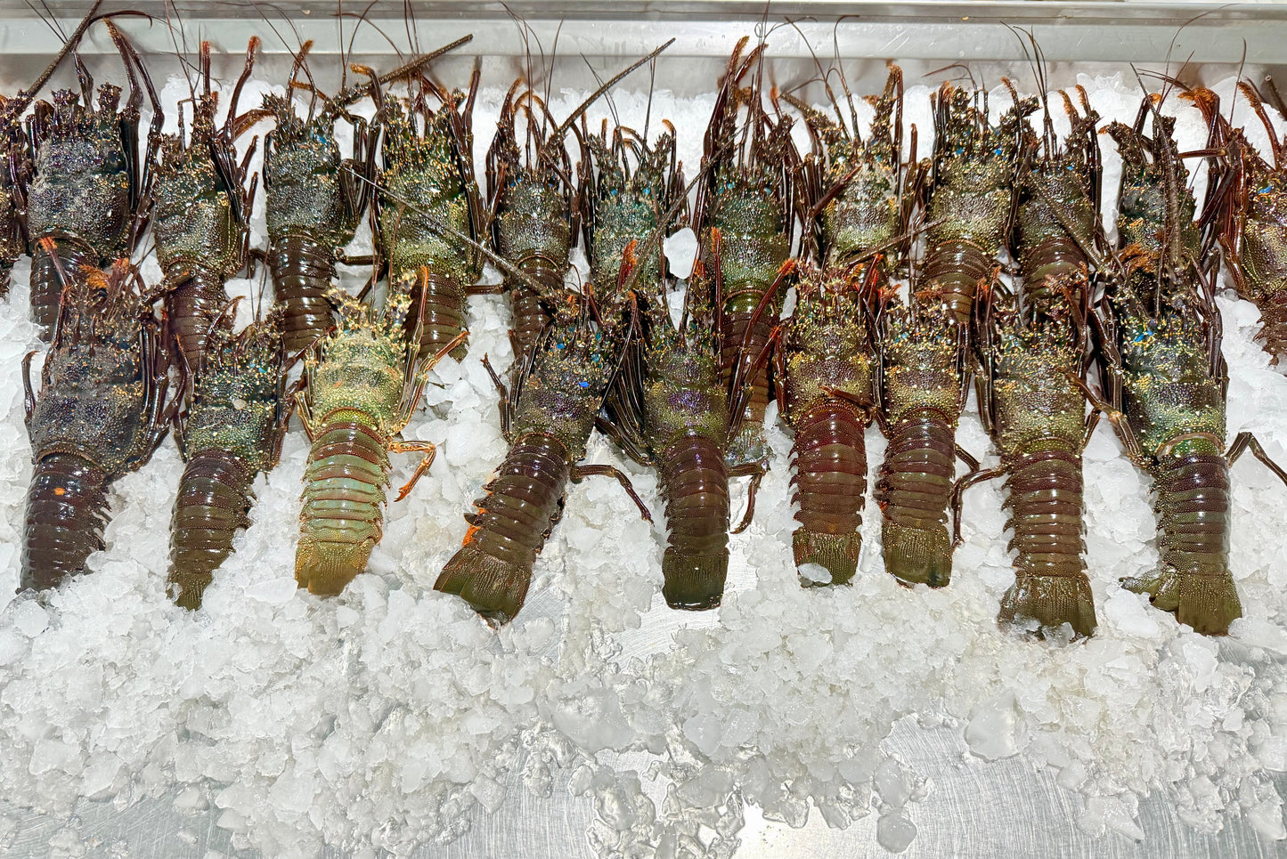 استاكوزا بحر احمر