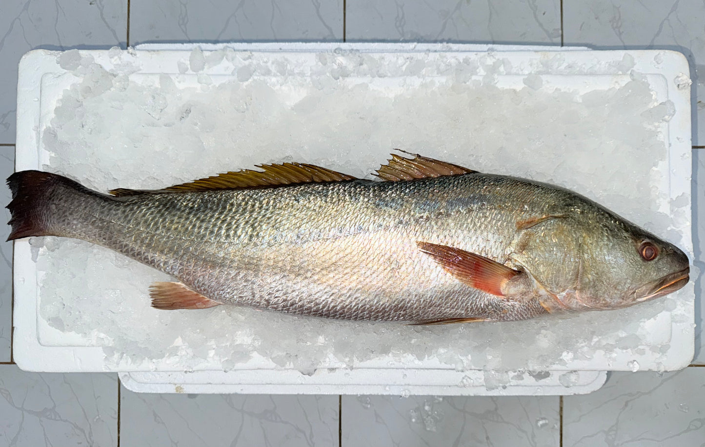 سمك لوت (فيليه)