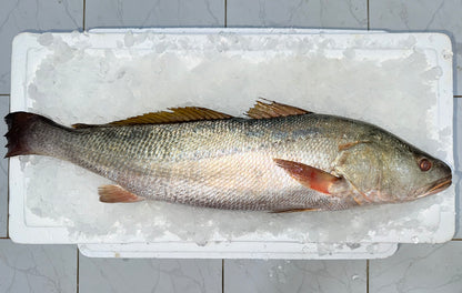 سمك لوت (فيليه)