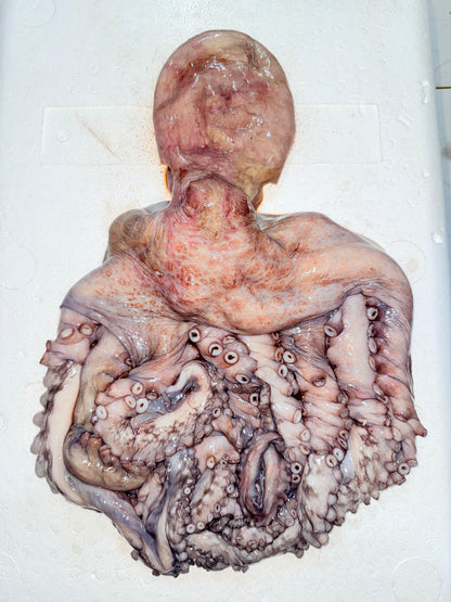 اخطبوط بلدي