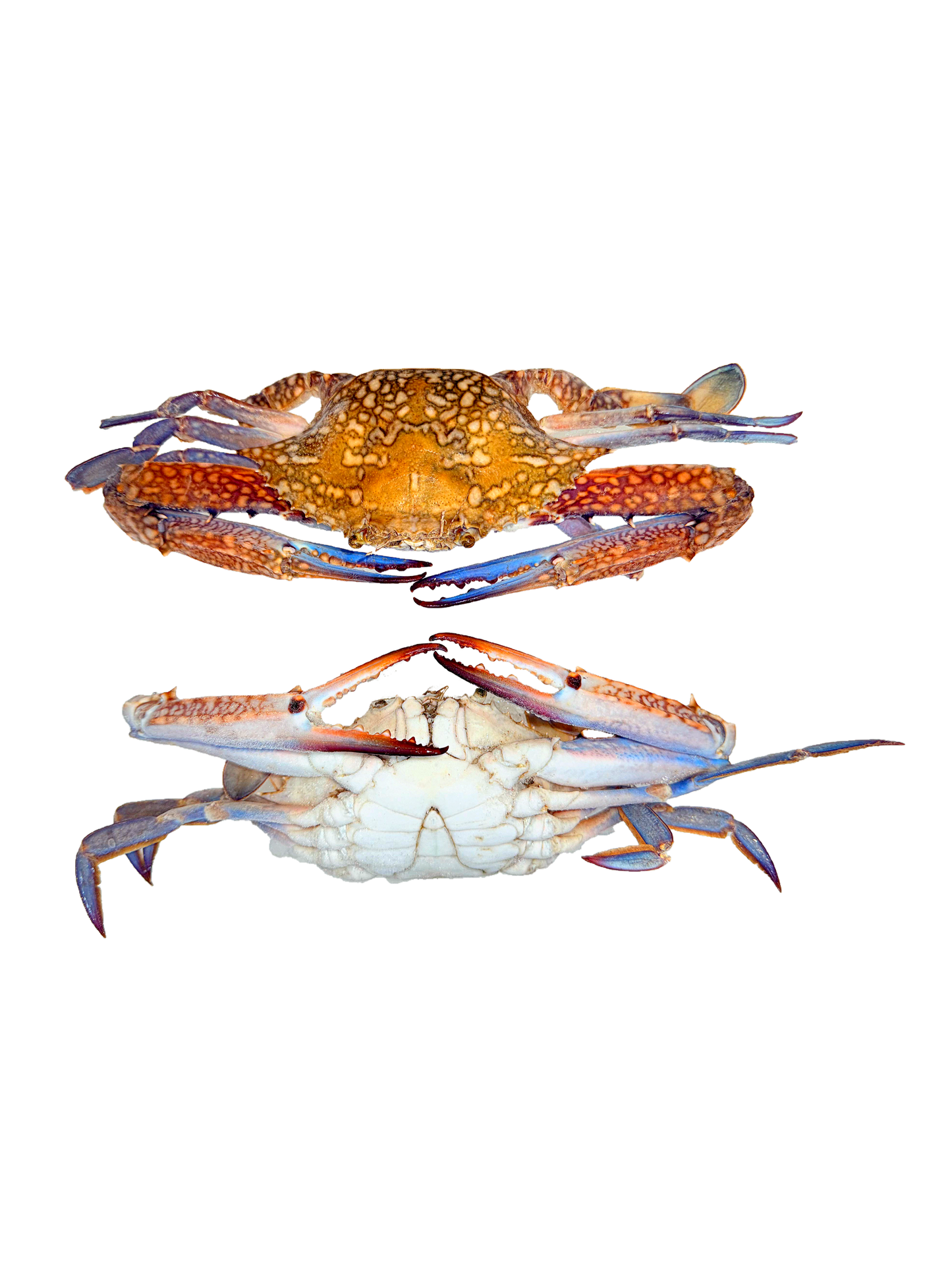 كابوريا دكر