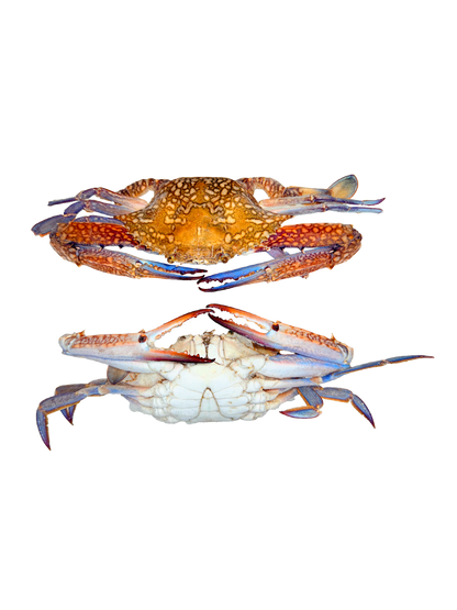 كابوريا دكر