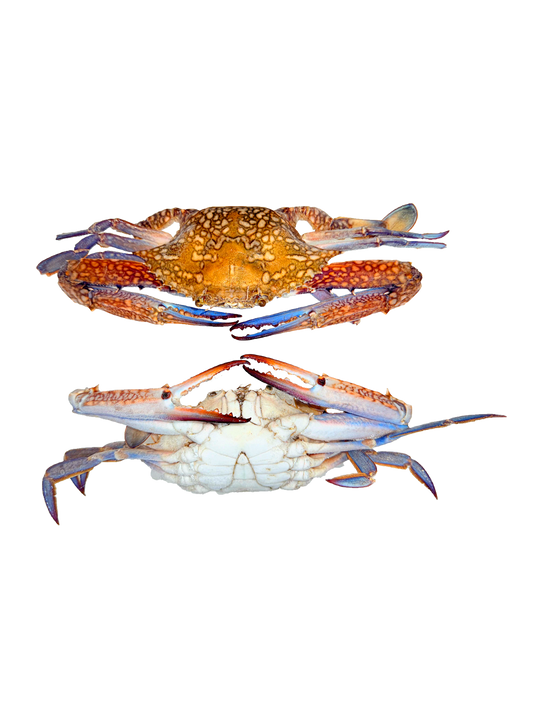 كابوريا دكر