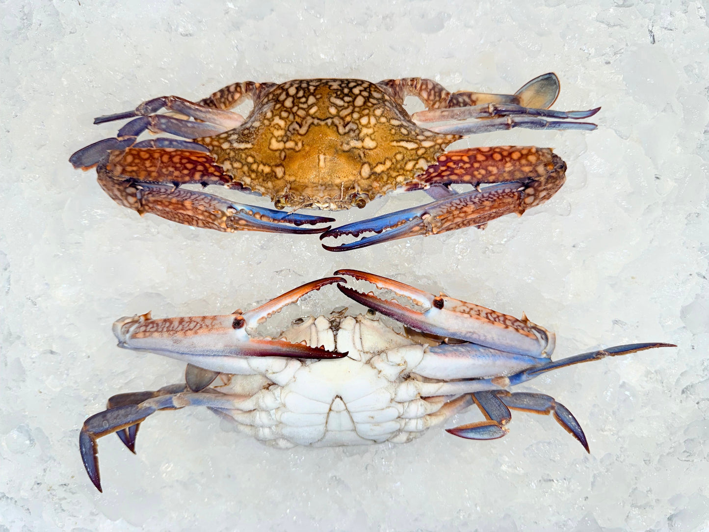 كابوريا دكر