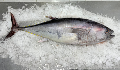 سمك تونه (فيليه)