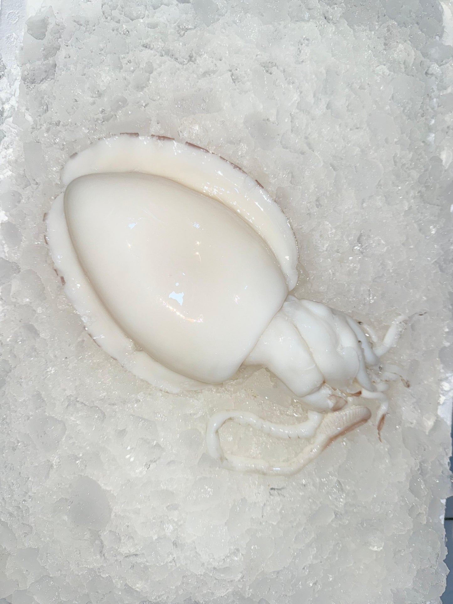 سبيط (متنضف)