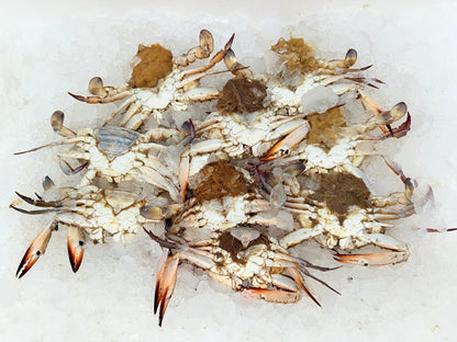 كابوريا نتي