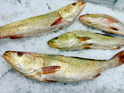 سمك لوت (فيليه)