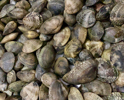 بكلويز بلدي