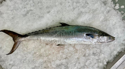 سمك دراك (جزل)