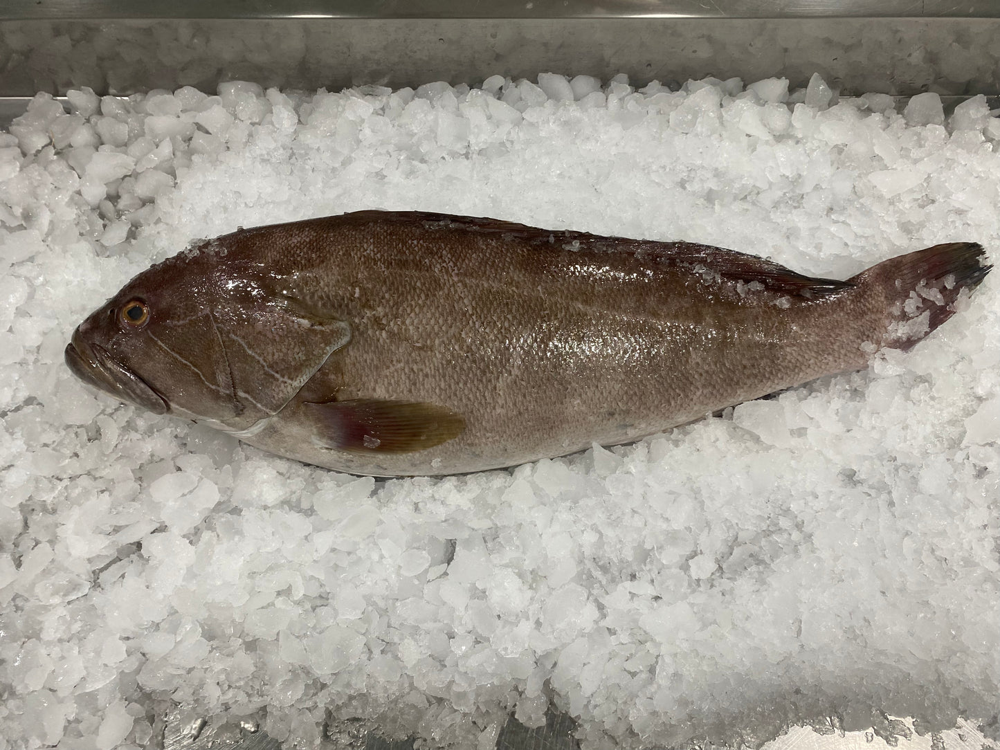 سمك وقار ١١١