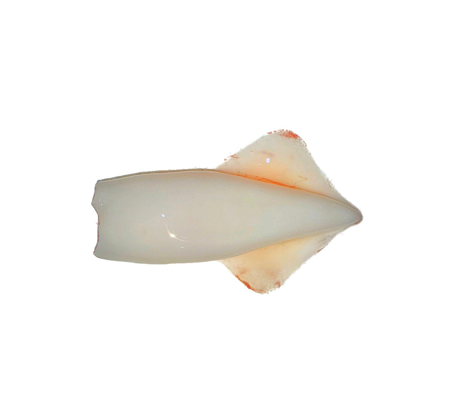 (متنضف) كاليماري بلدي