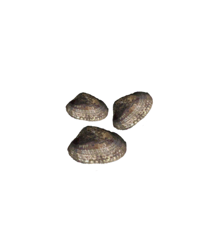 بكلويز بلدي