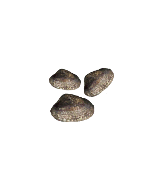 بكلويز بلدي