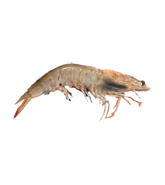 جمبري سوبر جامبو