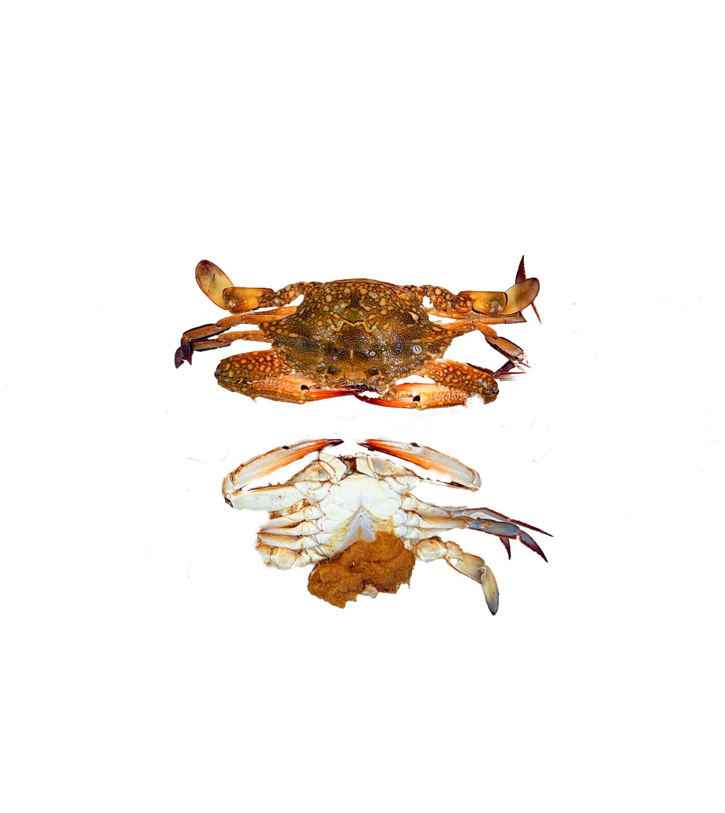 كابوريا نتي