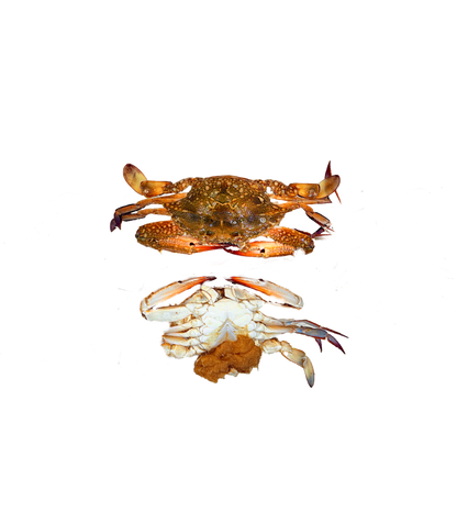 كابوريا نتي