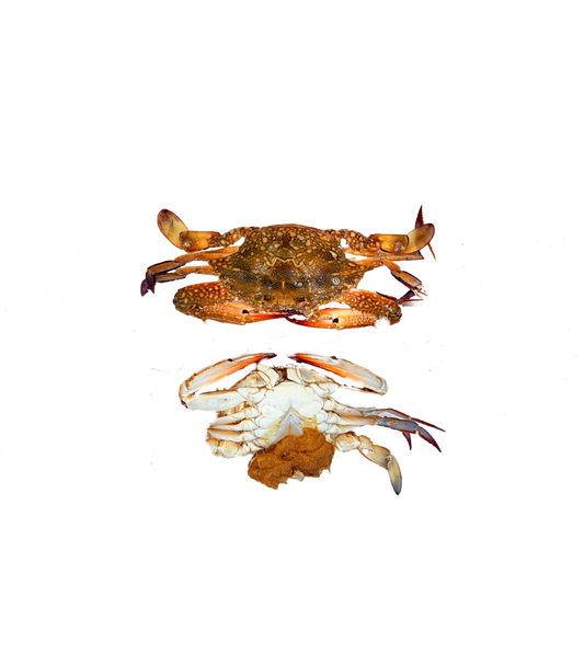 كابوريا نتي