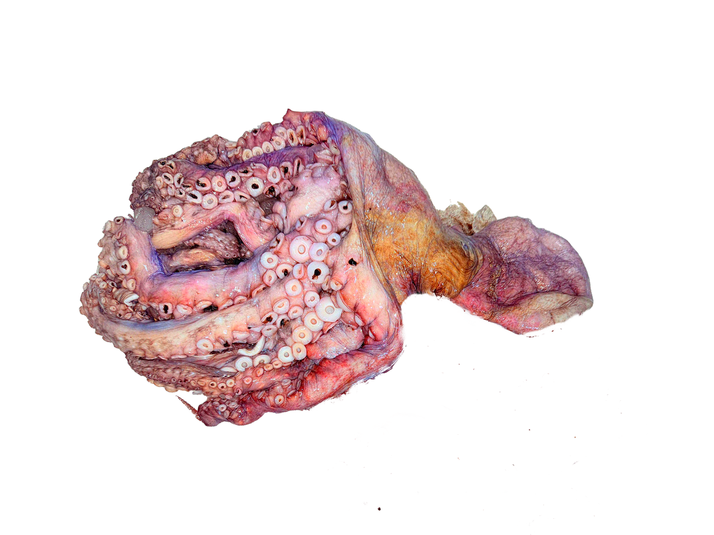 اخطبوط بلدي