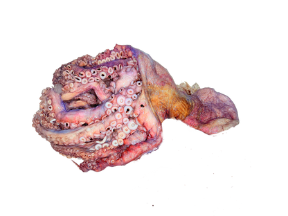 اخطبوط بلدي