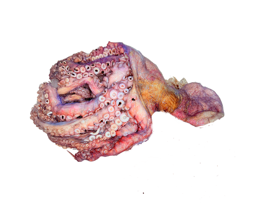 اخطبوط بلدي