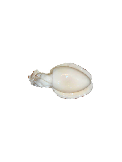 سبيط (متنضف)