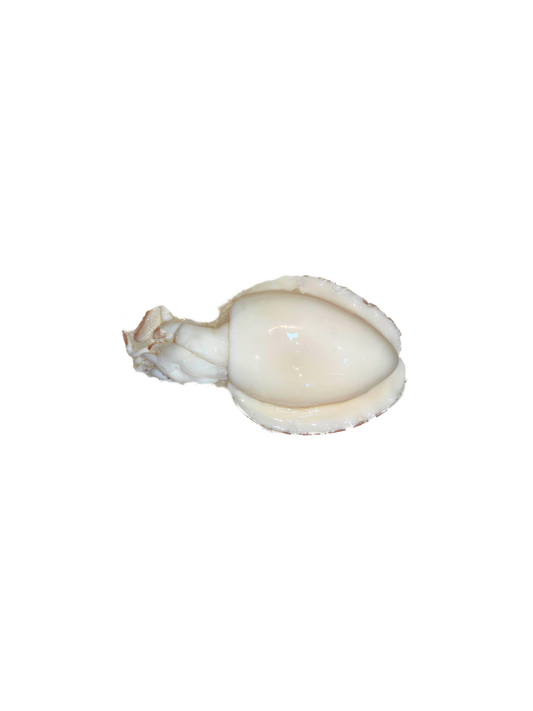 سبيط (متنضف)