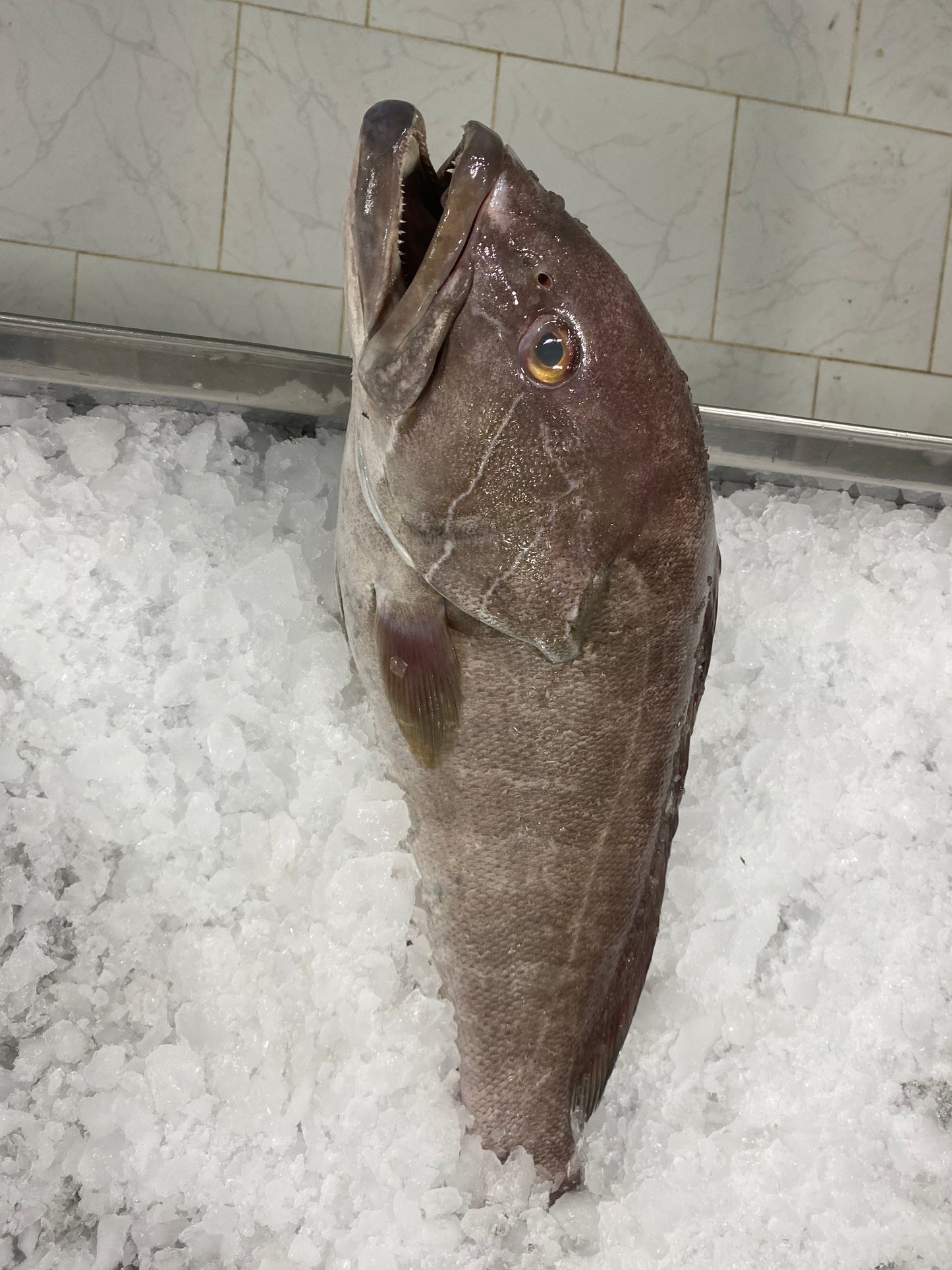 سمك وقار ١١١