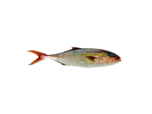 سمك الأناشي